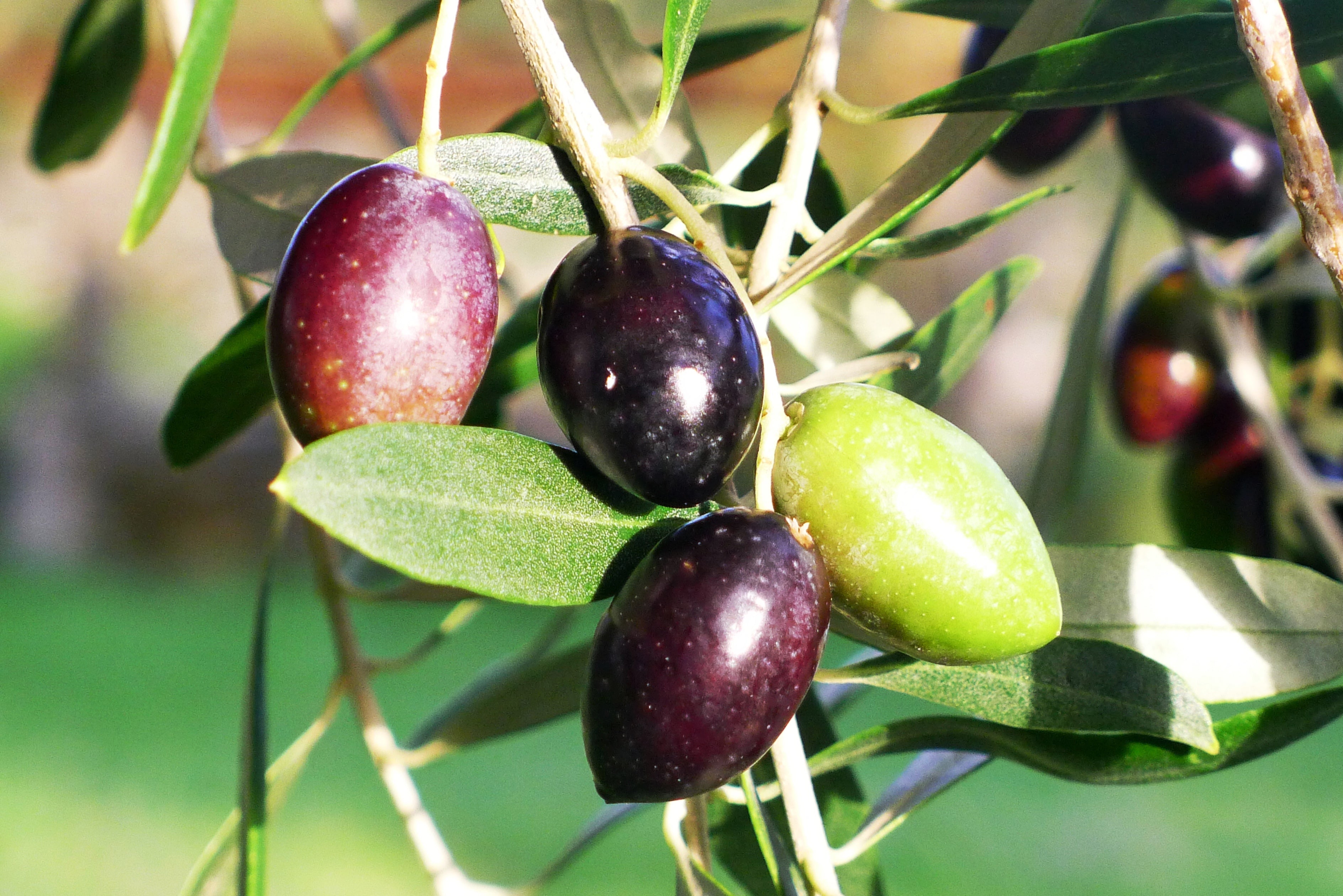 Lagar de azeite artesanal