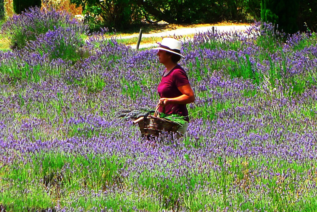 A Quinta e a sua história