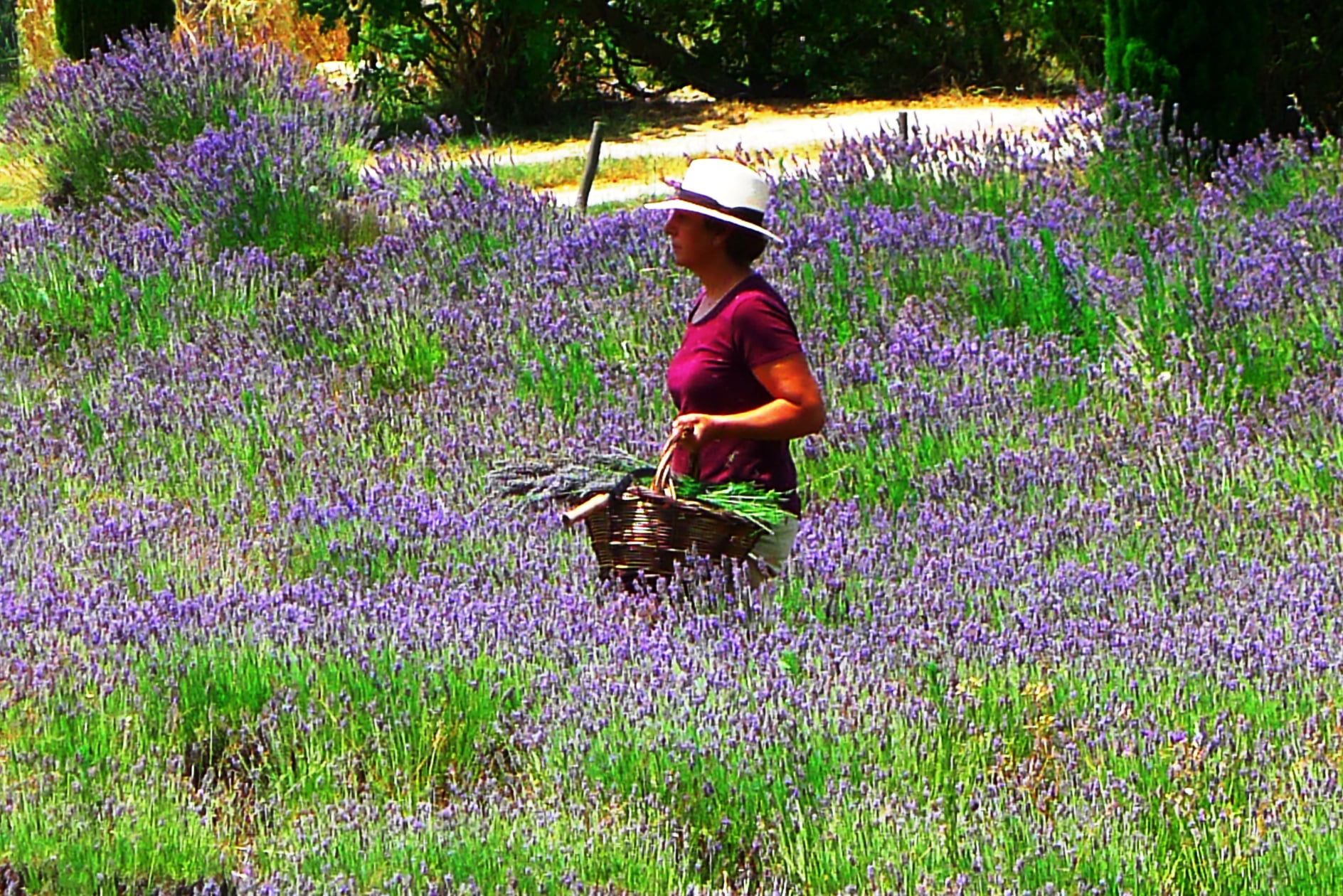 A Quinta e a sua história